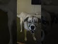F**KING BABY #funny #dog #happy #life #happiness #husky #dogshorts #viral #streamer #motivation