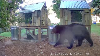 bear in chicken coop 2