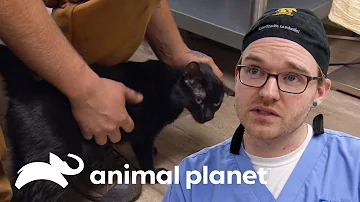 Como saber se tem algo na garganta do gato?