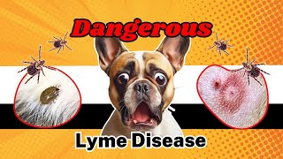 Симптомы болезни Лайма у собак: почему это так опасно
