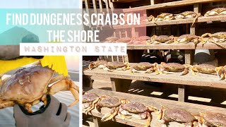 Catch Dungeness Crabs on the Shore