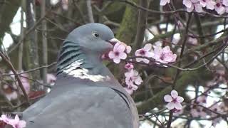 Peter the pigeon 9  Flower Power!!!