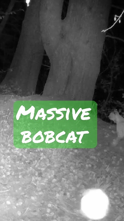 See The Moment A Human Met A Massive Bobcat - sef8eh1