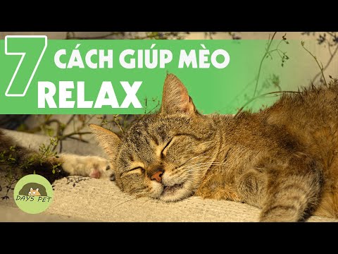 Video: Cách Giải Tỏa Căng Thẳng Cho Mèo