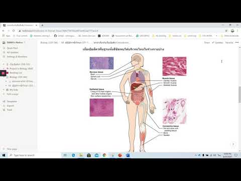 บทนำเกี่ยวกับเนื้อเยื่อสัตว์ (Introduction to Animal Tissue)