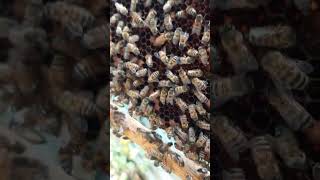 Reinitas #apicolaelbambacho #abejas #beekeeper #bee