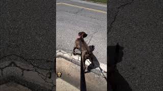 Ch Kong-Gr Ch El Ere-Gr Ch Ceaser- Santos Apbt