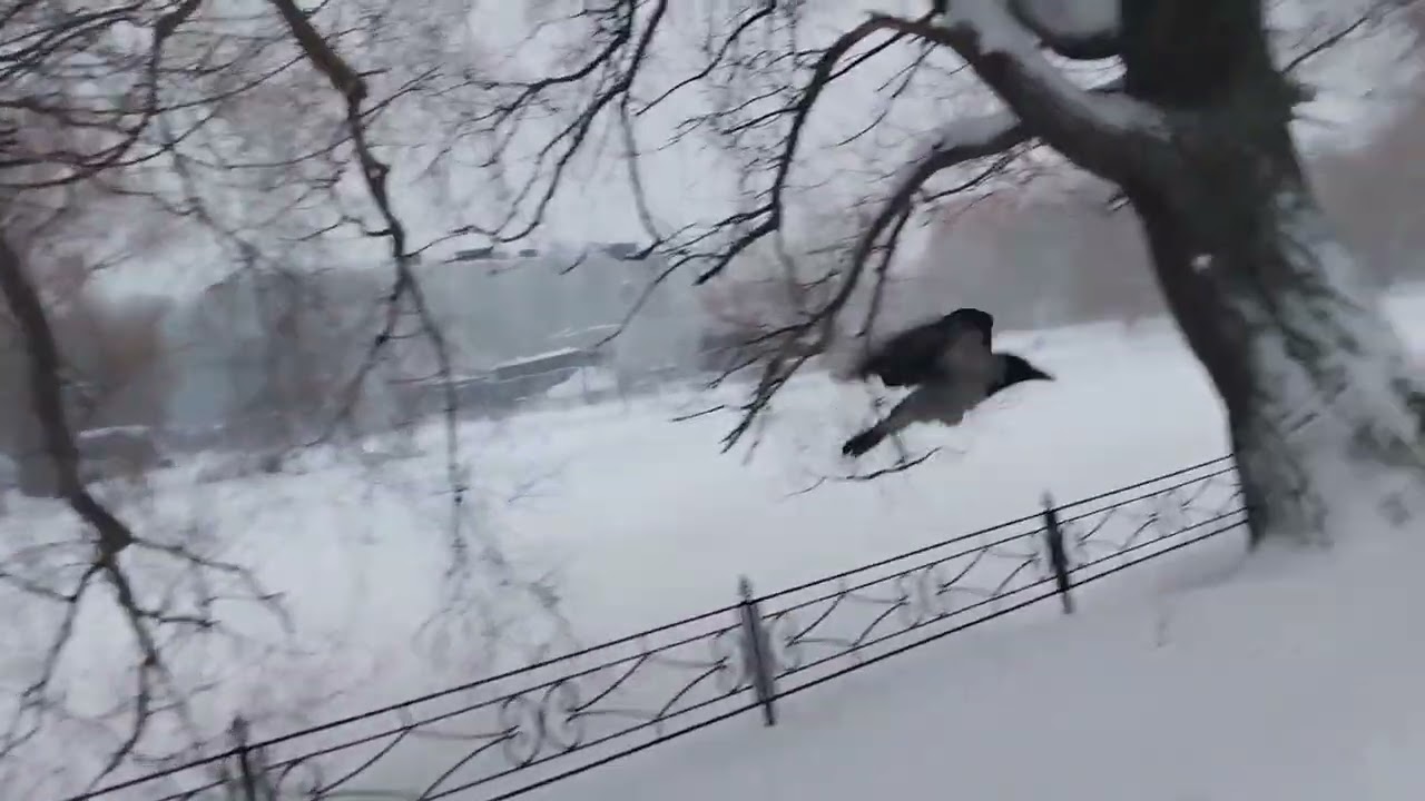 Январь метёт 