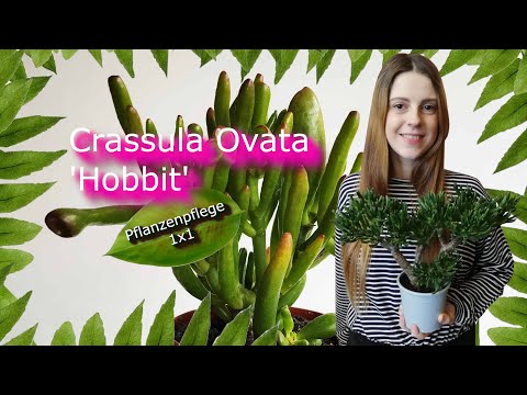 Crassula Ovata 'Hobbit', der Löffelbaum | Pflanzenpflege 1x1|