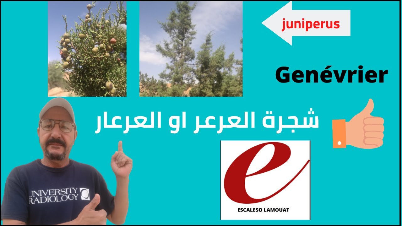 شجرة العرعار او العرعر Juniperus