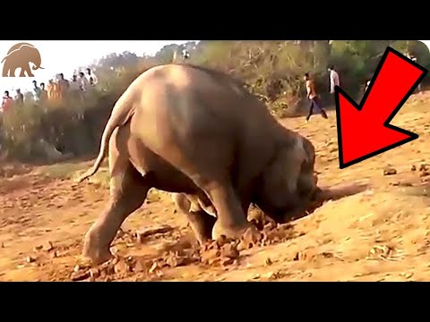 Um elefante passou 11 horas cavando um buraco e puxou algo que ninguém esperava!