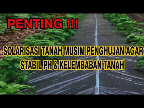 Video: Apa yang dimaksud dengan solarisasi?