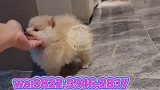 JUAL ANJING MINI POM FEMALE RAMAH DI KANTONG#minipomeranian#jualanjing#jualminipom