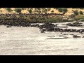 Wildebeest Crossing of the Mara River in the Serengeti National Park, Tanzania