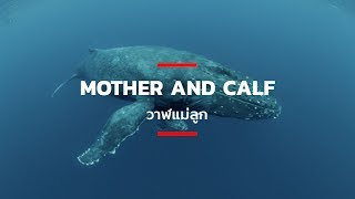 Mother and Calf วาฬแม่ลูก