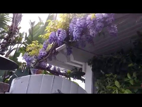 Video: Typer af Wisteria-borere - Sådan kontrolleres borere på Wisteria-planter