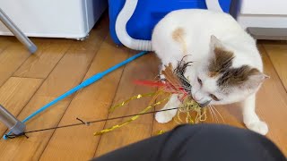 保護子猫がフーフー言って暴れ出しました