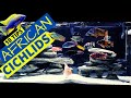 Top 10 African Cichlid Tank Essentials Every Aquarist Needs Mp3 Song