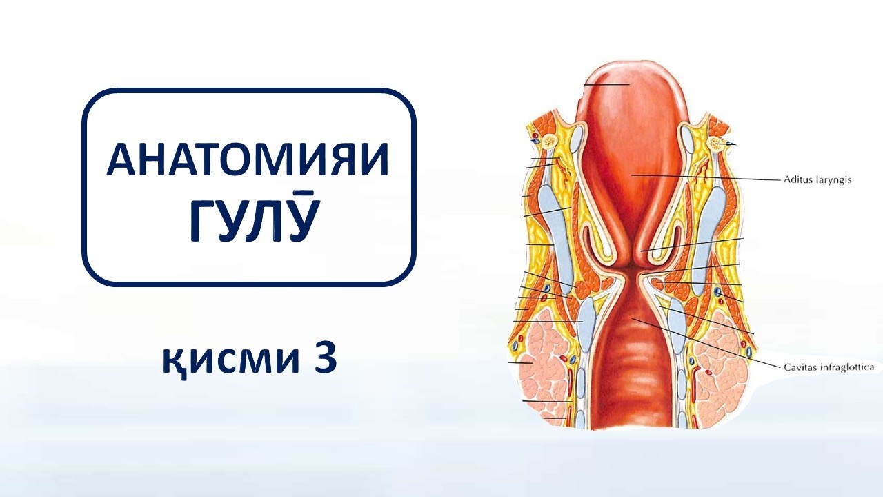 Анатомия бо забони тоҷикӣ - Анатомияи гулӯ - қисми 2