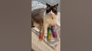 My Cat Tried Meowijuana 😹 #cat #catnip #cats #funnyreels #video #short #petvideos #lol #catshorts