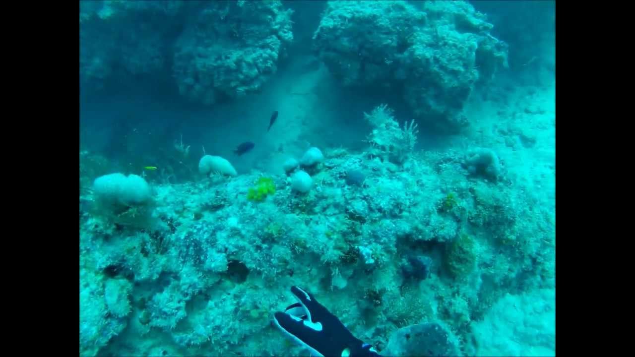 Diving Jupiter Ledges Dec 19 2012 YouTube
