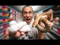 FIRST SNAKE EGGS OF THE YEAR!! PYTHON EGGS!!! | BRIAN BARCZYK