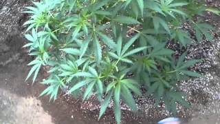 8 plants OMMP