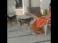 Rachitha maha meenatchi jyothi shakunthala             rachumas dogs love
