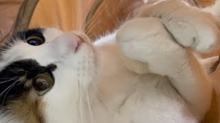 猫が新しいおもちゃを離さない〜（笑）猫用のねこトンネルをプレゼントしていただきました💖． by 369Cat Kukuru healing 1,927 views 2 years ago 4 minutes, 30 seconds