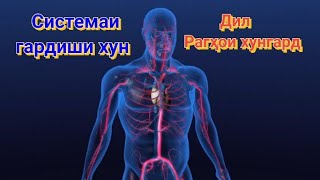 картинка: Системаи гардиши хун.| Дил | Рагҳои хунгард.
