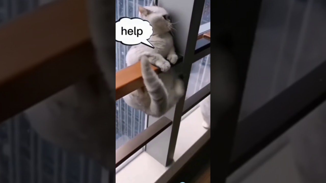 Funny pet video - YouTube