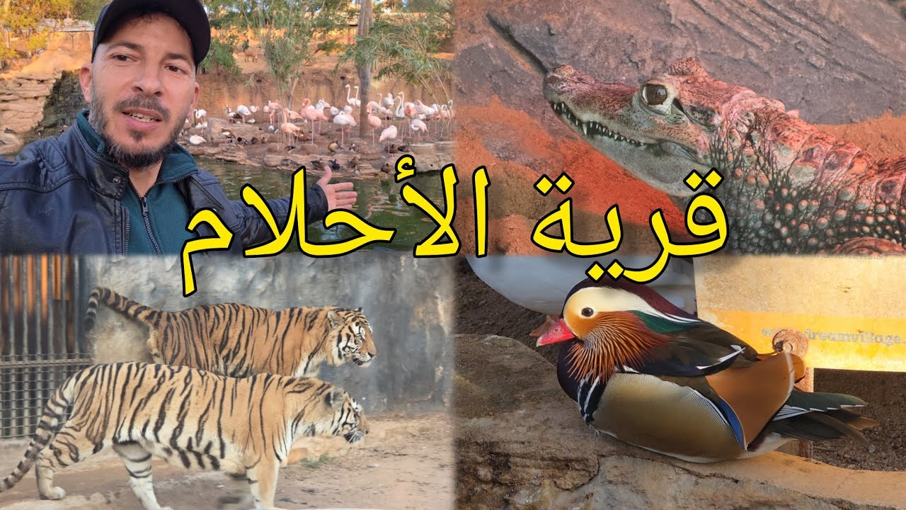  جولة ساحرة في حديقة الحيوانات المحمدية اكتشاف حيوانات الفيل الزرافة النمر Dream Village Zoo