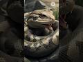 "सांप की आंखें कभी बंद नहीं होती 😱 #shortsfeed #intrestingfacts #rochaktathya #snake