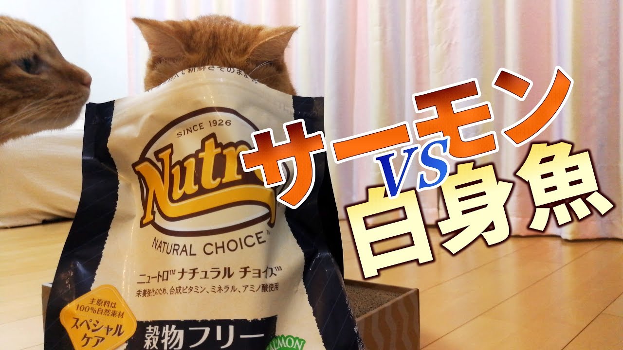 サーモンと白身魚ではどっちが好き？ニュートロナチュラルチョイスの