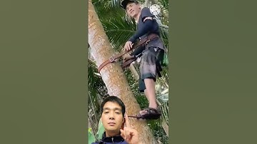 Dụng cụ leo dừa, leo cây, guốc trèo cột điện #guoctreocay #guốc #shorts
