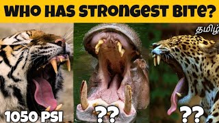 உலகிலேயே மிக பலமாக கடிக்கும் 10 மிருகங்கள் | strongest bite force | funny