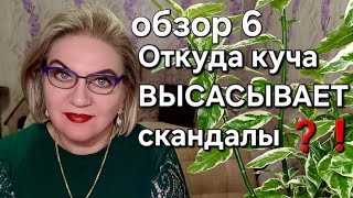 картинка: Откуда куча ВЫСАСЫВАЕТ скандалы❓️