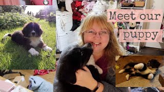 Our new puppy! A Newfoundland Bernese Mountain dog cross - Bernefie /  Bernewfie puppy - YouTube