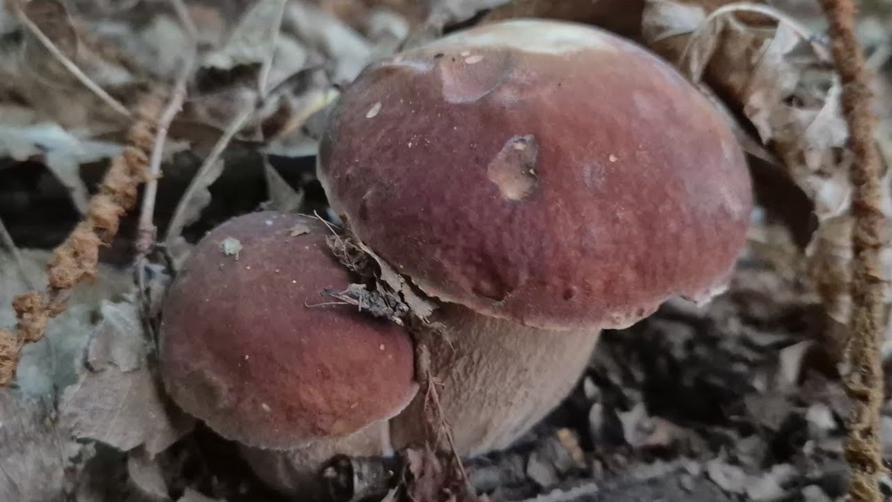 PIOGGIA PORCINA 2025