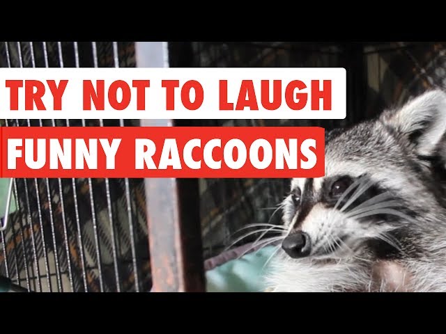 Try Not To Laugh | Funny Raccoon Video Compilation 2017