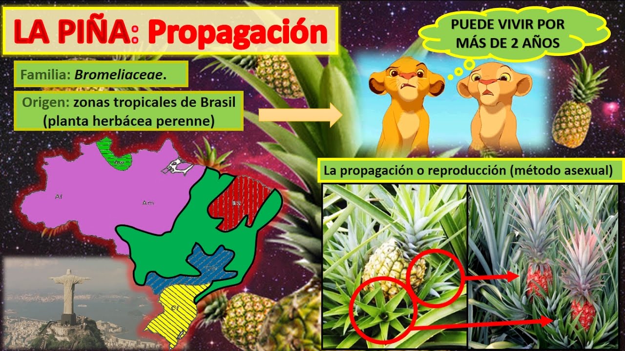 SEMILLA DE PIÑA - YouTube