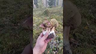 поездка за грибами