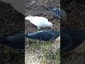 Птички 🐦