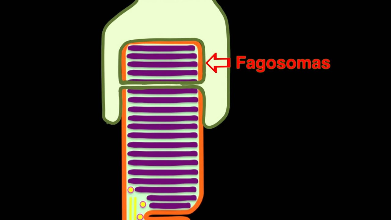 Renovación de conos y bastones - Centro de Oftalmología Bonafonte. Barcelona