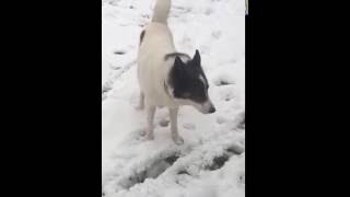 Снег - это кока для  собак)))) прикол)