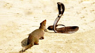 MONGOOSE VS KING COBRA - Mongoose To Take Down Snake For 2 Minutes - Amazing Wild Animals Attack
