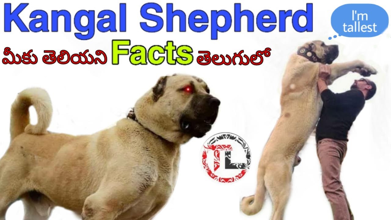 Kangal Dog Facts in Telugu | Popular Dog Breed | Taju logics - YouTube