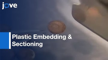 Plastic Embedding & Sectioning Of Xenopus laevis Embryos l Protocol Preview