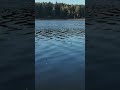 Клюет микро-окунь #рыбалка #поплавок #asmr #fishingasmr #клев #окунь #асмр