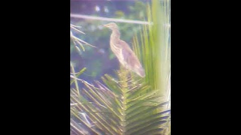 Cò ma : cò lửa lùn